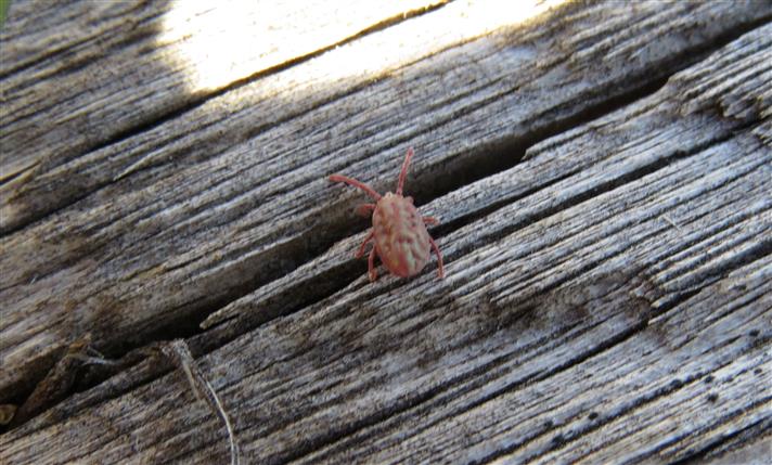 Erythraeidae